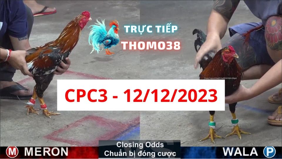 Đá gà CPC3 12-12-2023