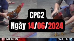 Đá gà CPC2 14-06-2024