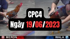 Đá gà CPC4 19-06-2024