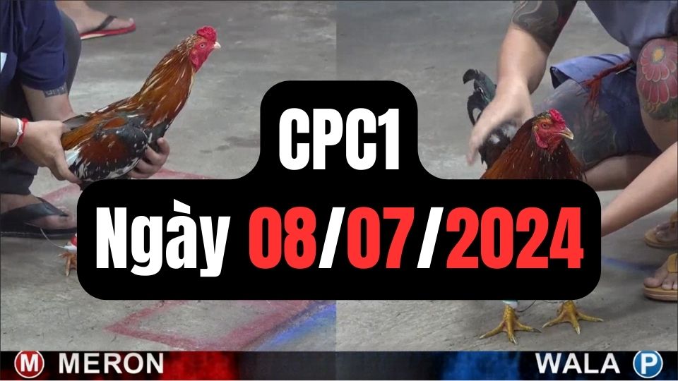 Đá gà CPC1 08-07-2024