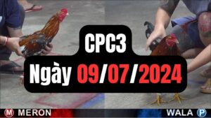 Đá gà CPC3 09-07-2024