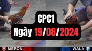 Đá gà CPC1 19-08-2024