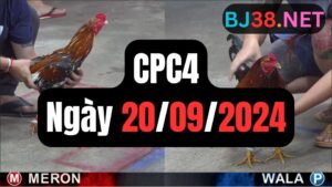 Đá gà CPC4 20-09-2024