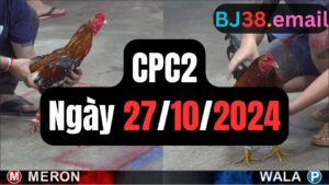 Đá gà CPC2 27-10-2024