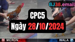 Đá gà CPC5 28-10-2024