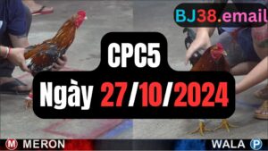 Đá gà CPC5 27-10-2024