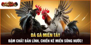 Đá Gà Miền Tây – Đậm Chất Bản Lĩnh, Chiến Kê Miền Sông Nước