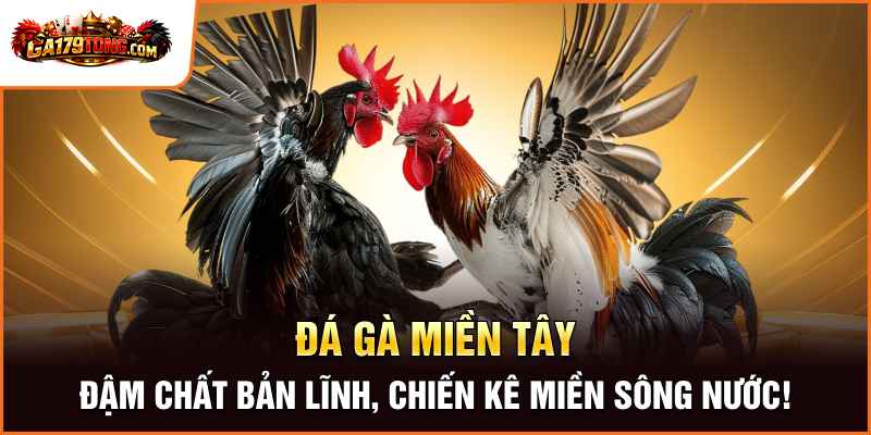 Đá Gà Miền Tây – Đậm Chất Bản Lĩnh, Chiến Kê Miền Sông Nước