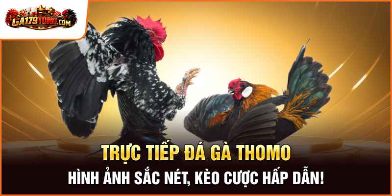 Trực Tiếp Đá Gà Thomo – Hình Ảnh Sắc Nét, Kèo Cược Hấp Dẫn!